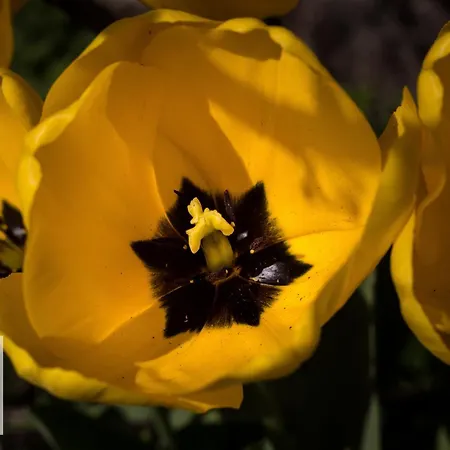 Le Petit Havre D'esneval - Proche D'etretat - Holiday home Criquetot-l'Esneval