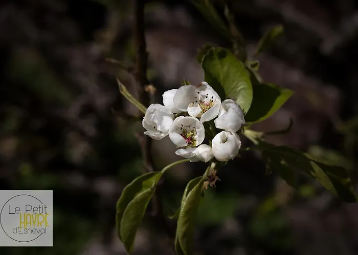 Le Petit Havre D'esneval - Proche D'etretat - *