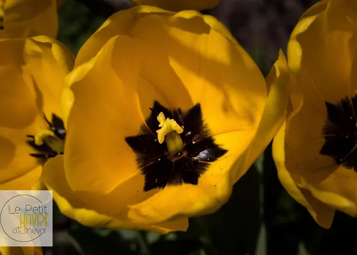 Le Petit Havre D'esneval - Proche D'etretat - Vakantiehuis Criquetot-lʼEsneval